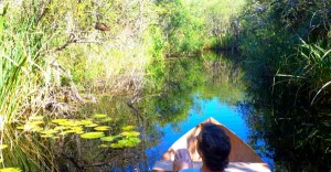 birding safari Everglades Adventure Tours