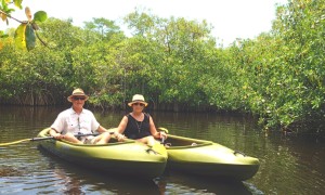 kayak past the bird rookeries in the Florida Everglades